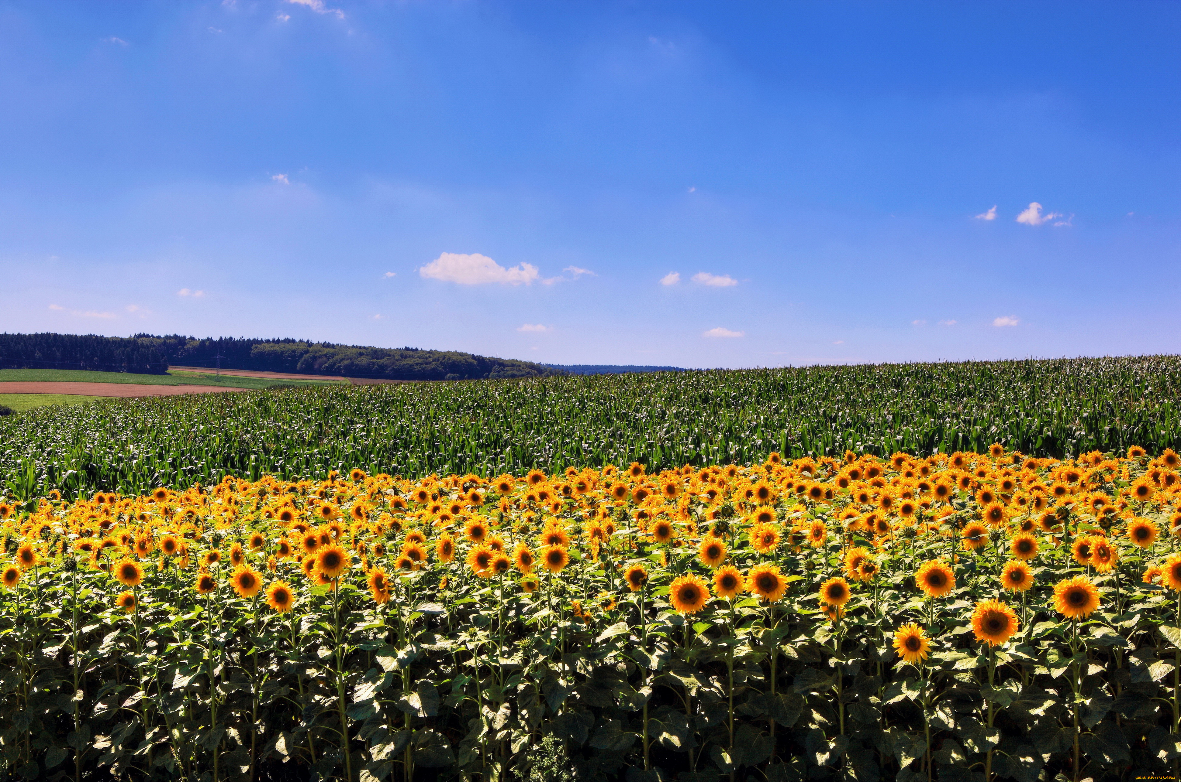 природа, поля, подсолнухи, пшеница