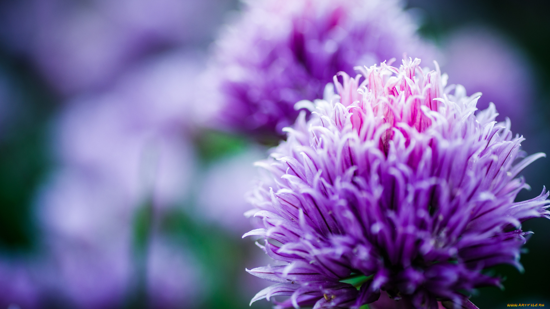 цветы, аллиум, , декоративный, лук, боке, макро, сиреневые, лук