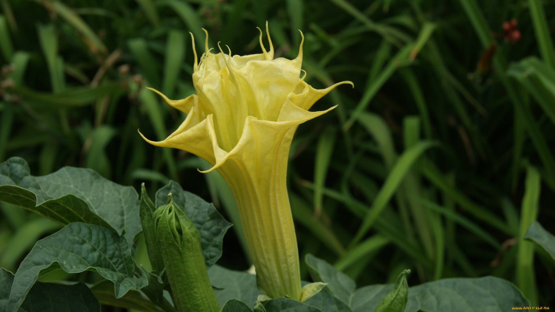 цветы, бругмансия, , дурман, , трубы, ангела, зеленый, фон, цветок