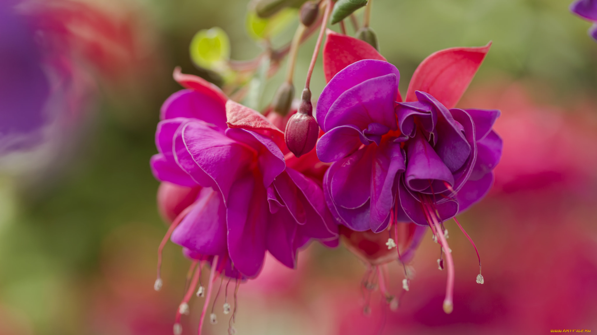 цветы, фуксия, фон, бутоны, розовые