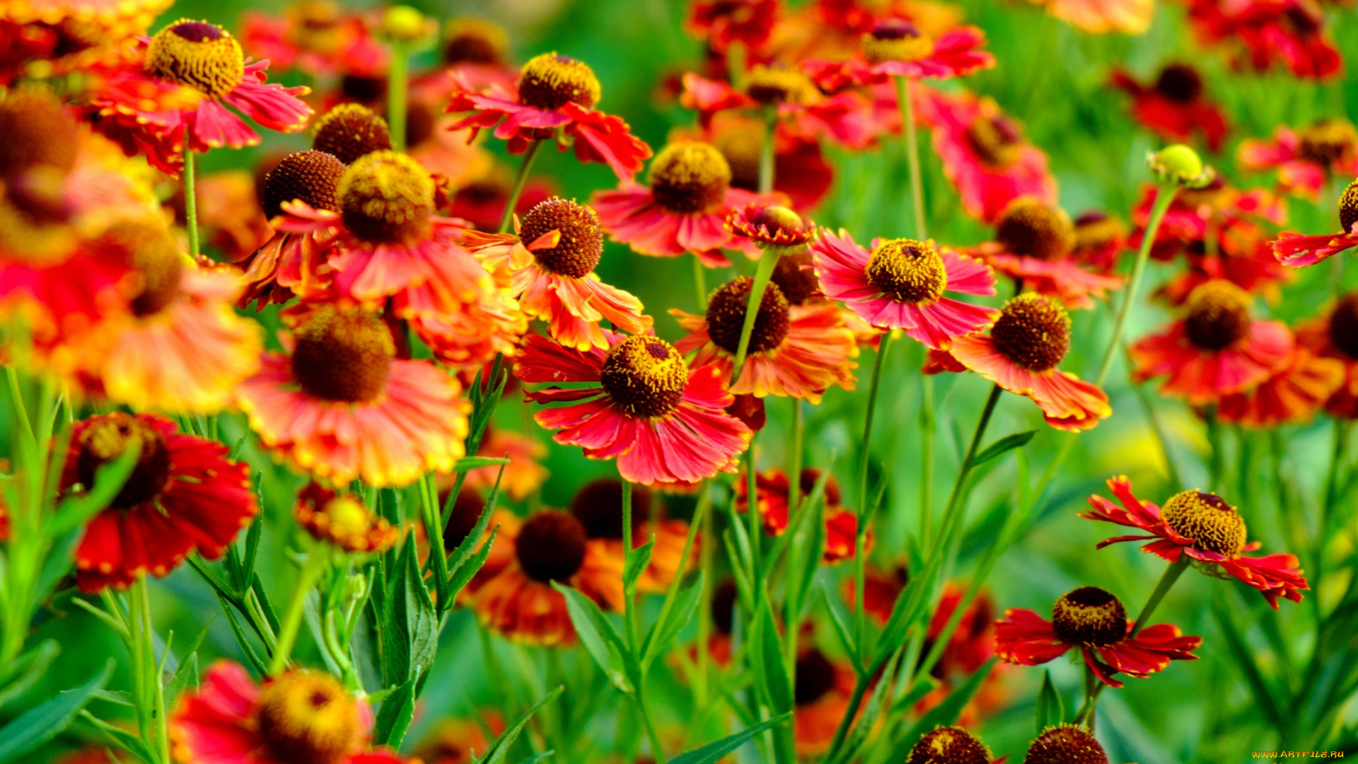 цветы, гайлардии, , гелениумы, оранж