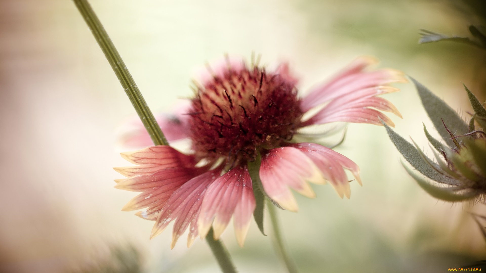 цветы, гайлардии, , гелениумы, рудбекия, цветок, лепестки, боке, фон