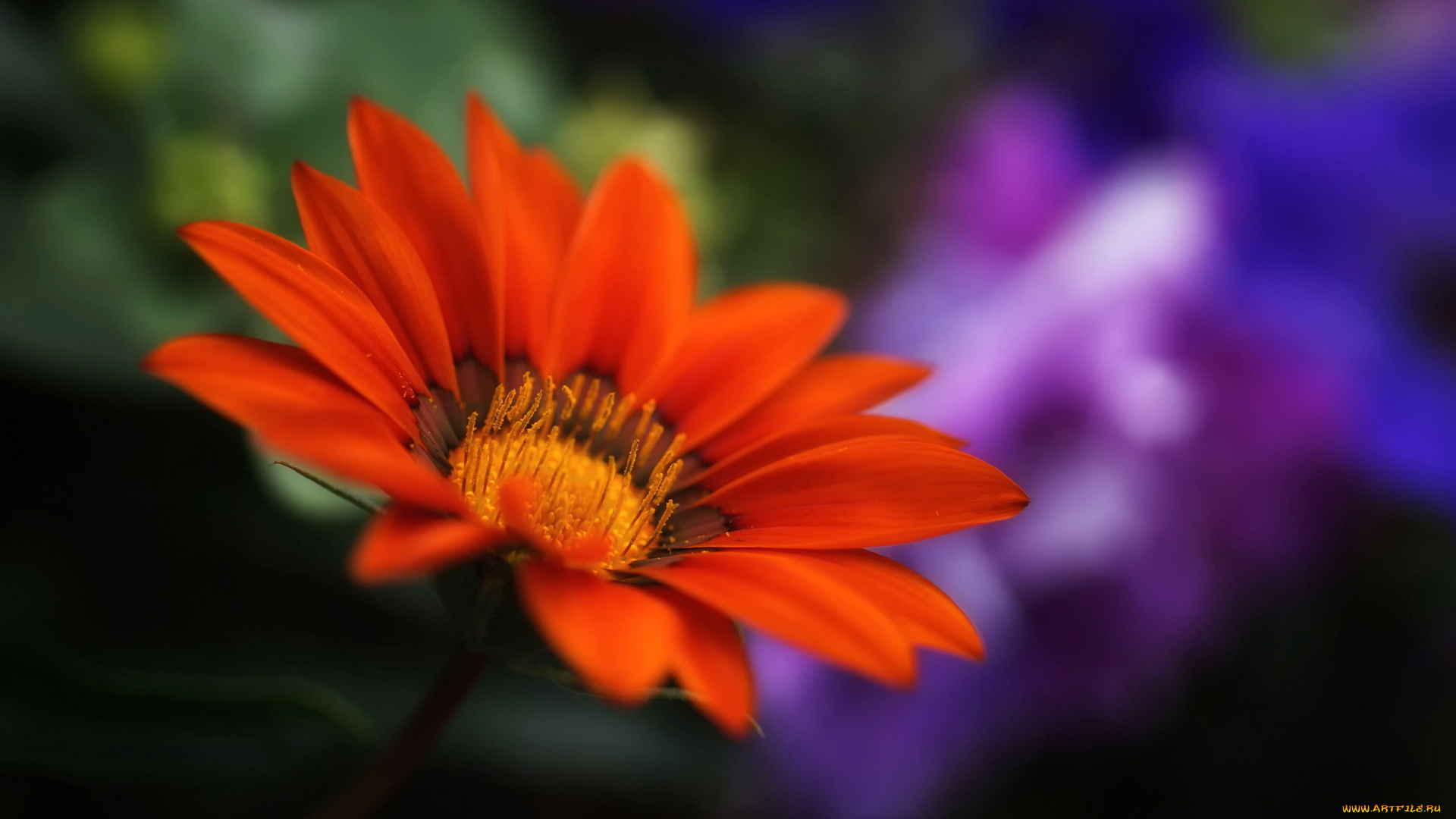 цветы, газания, размытость, лепестки, цветок, красный