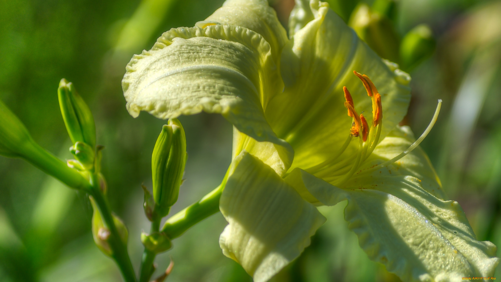 цветы, лилии, , лилейники, бутоны, тычинки, лепестки, лилия, макро