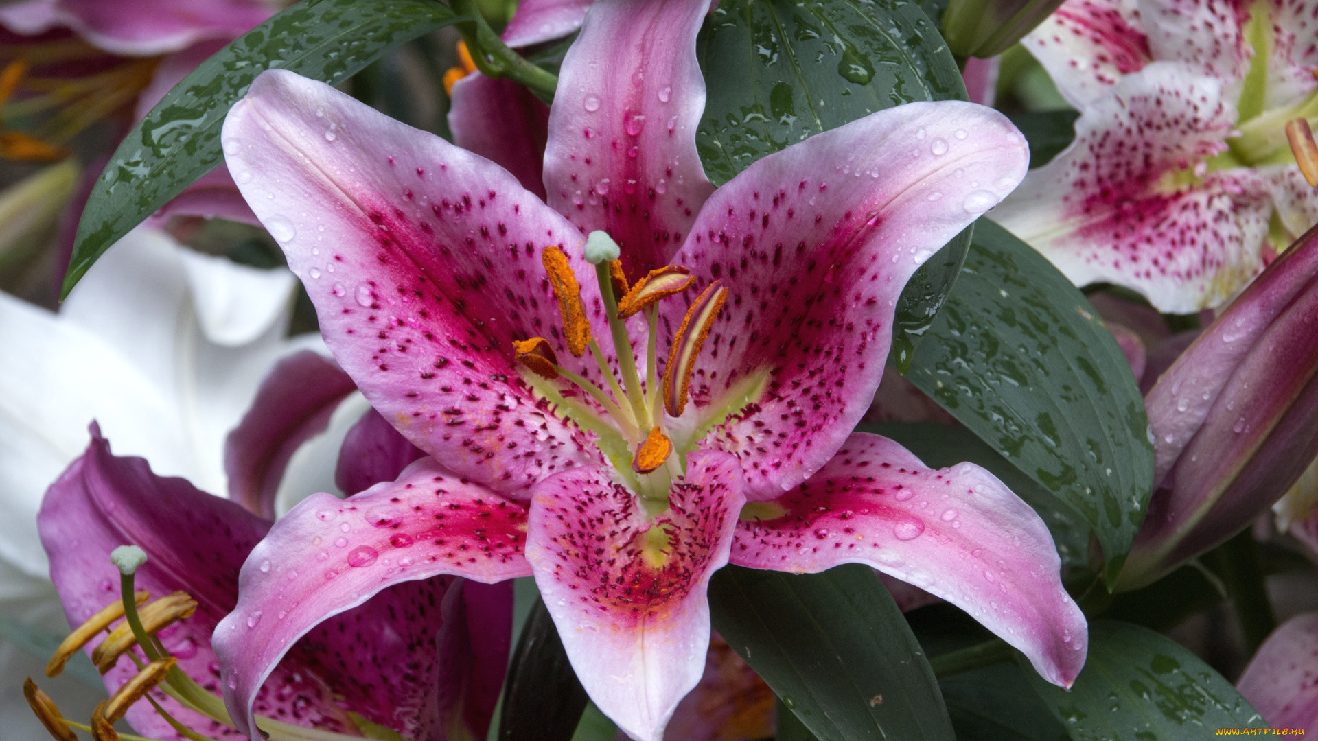 цветы, лилии, , лилейники, макро