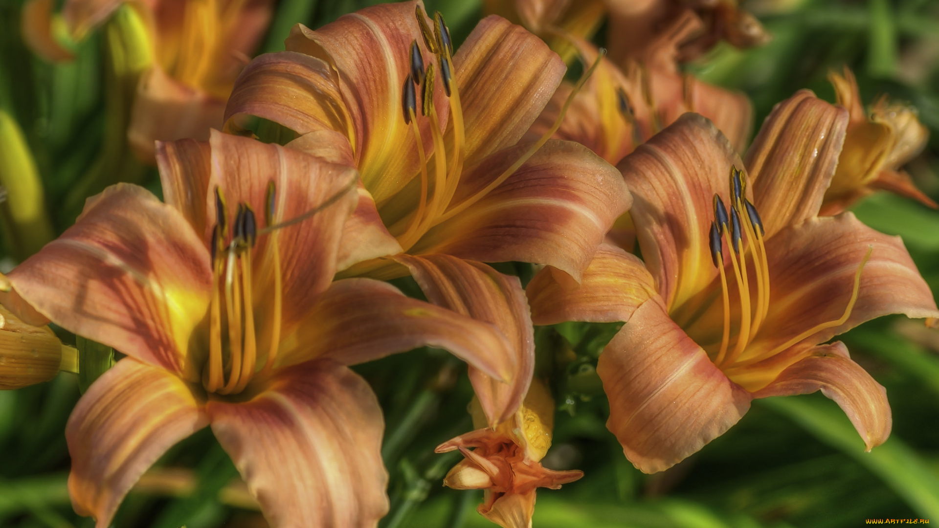 цветы, лилии, , лилейники, макро, лепестки