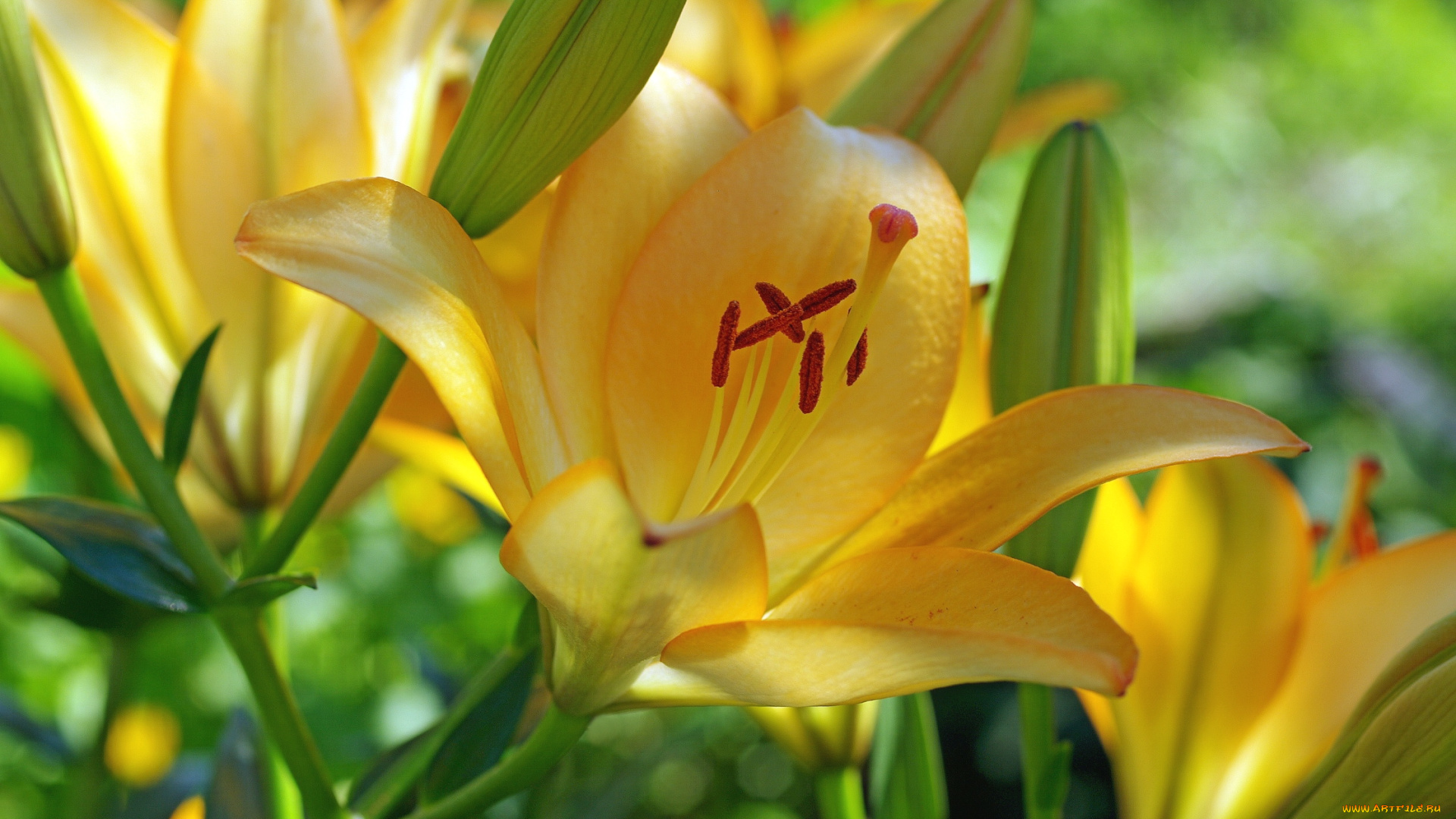 цветы, лилии, , лилейники, желтый