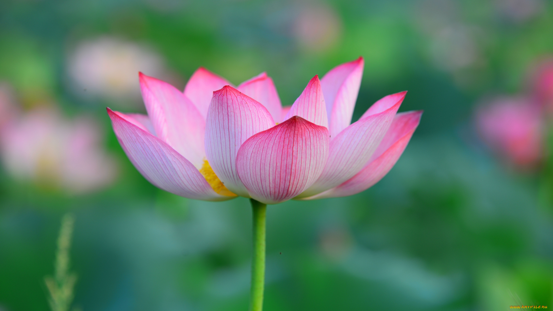 цветы, лотосы, лепестки