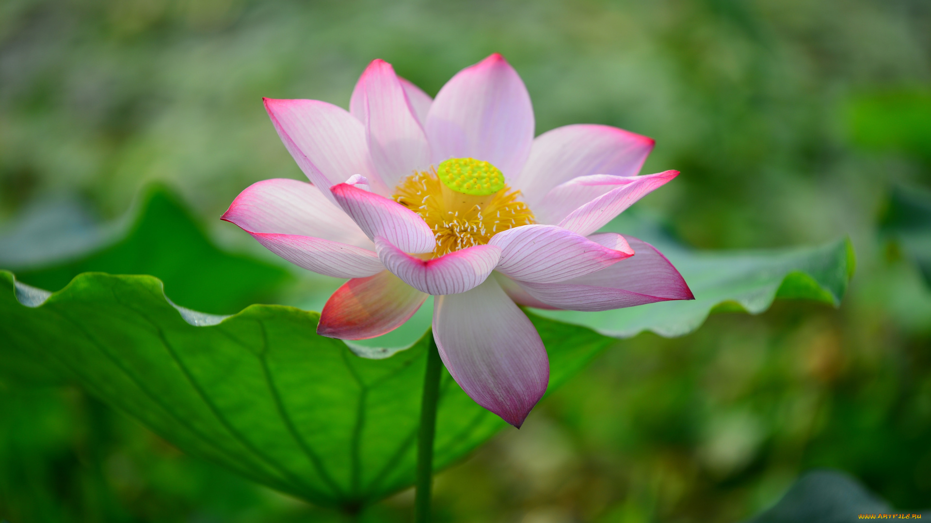 цветы, лотосы, лепестки