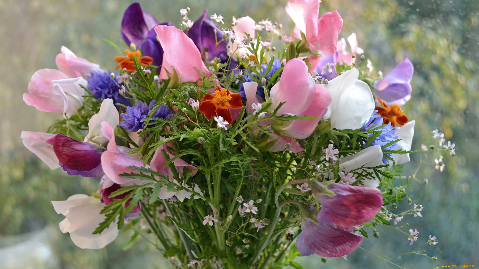 цветы, луговые, , полевые, , цветы, васильки, горошек