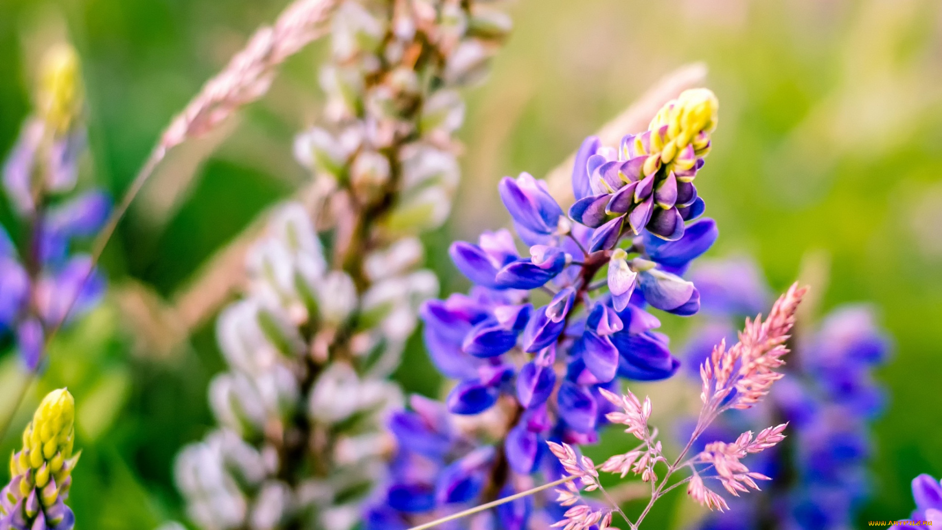 цветы, люпин