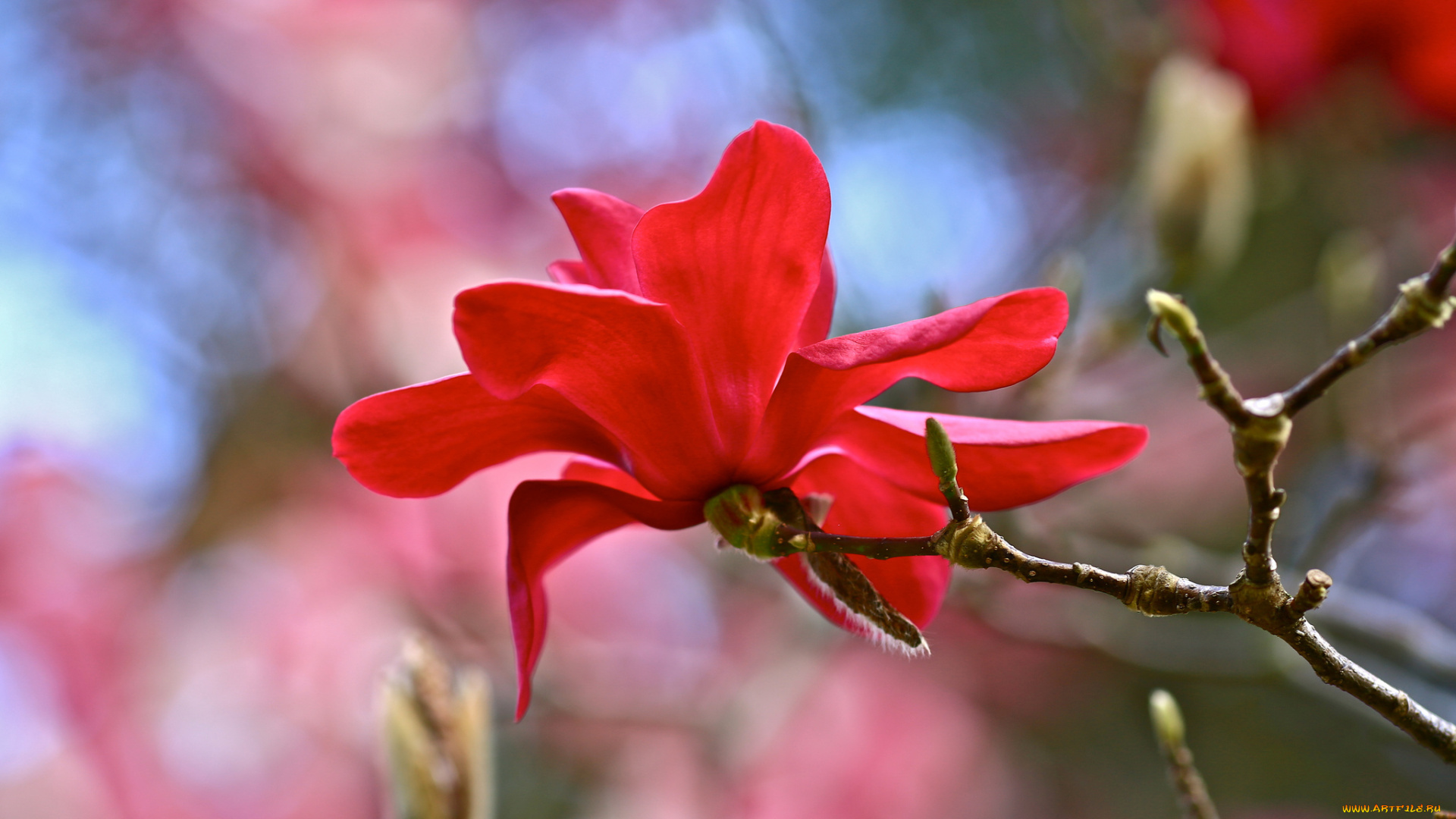 цветы, магнолии, магнолия, красный, цветок, ветка