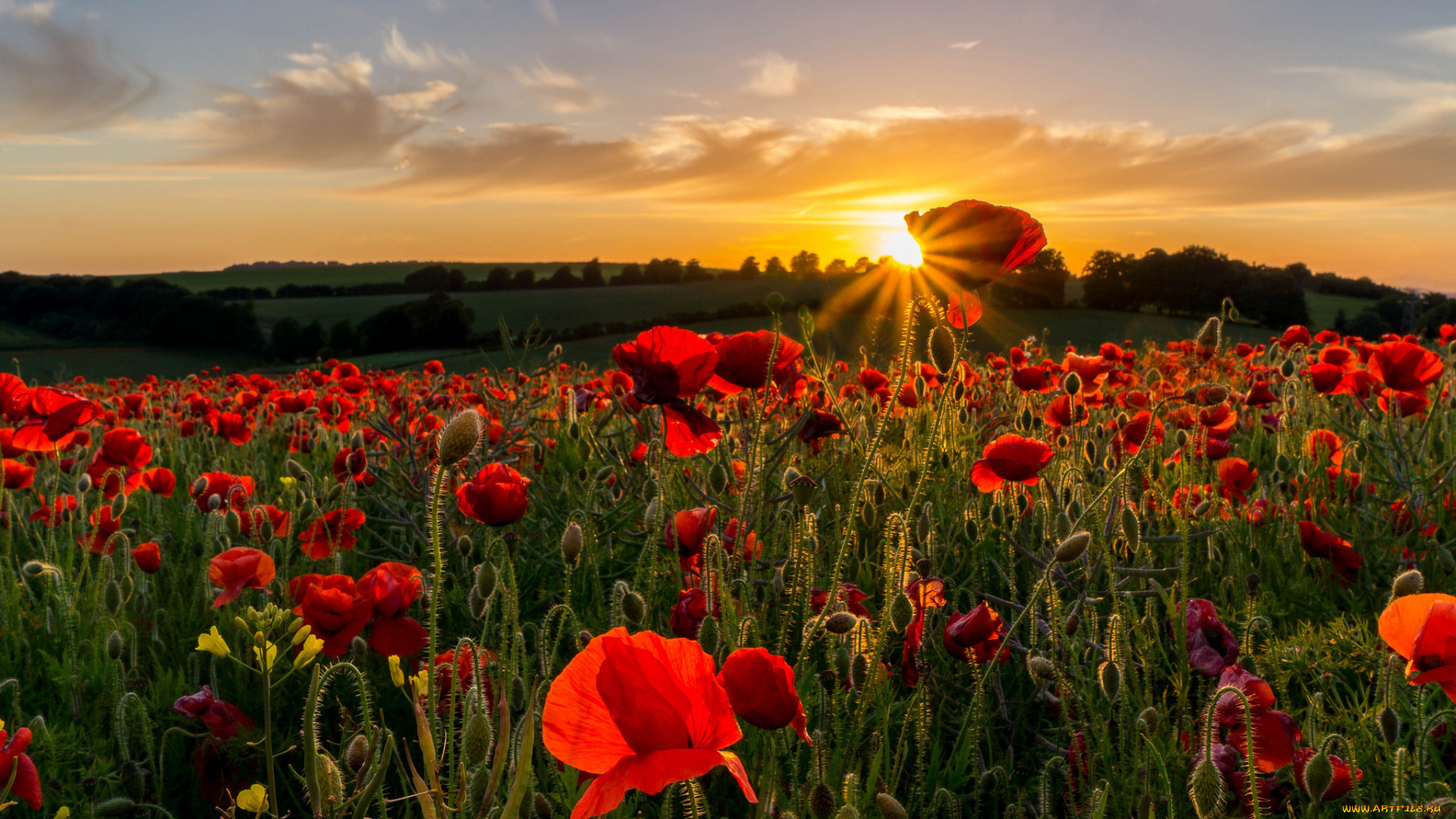 цветы, маки, поле, небо, природа, закат, солнце
