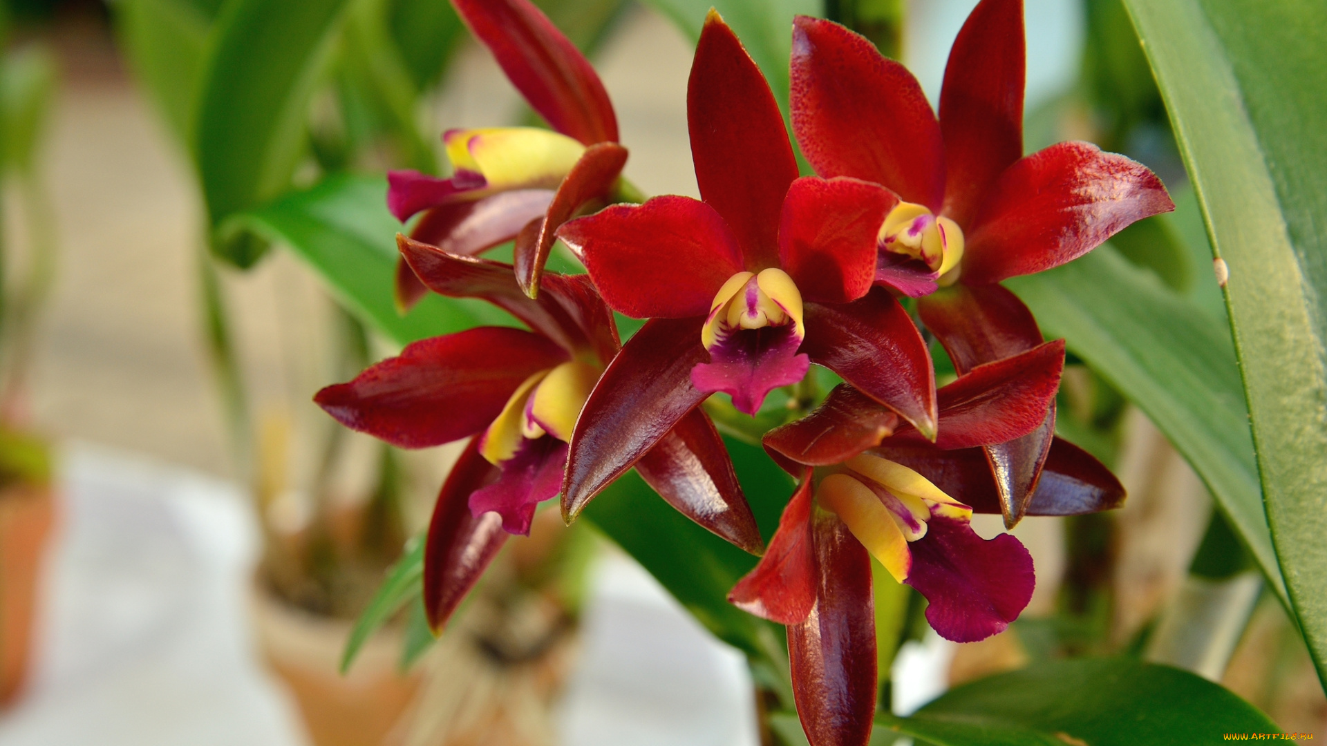 цветы, орхидеи, бордо