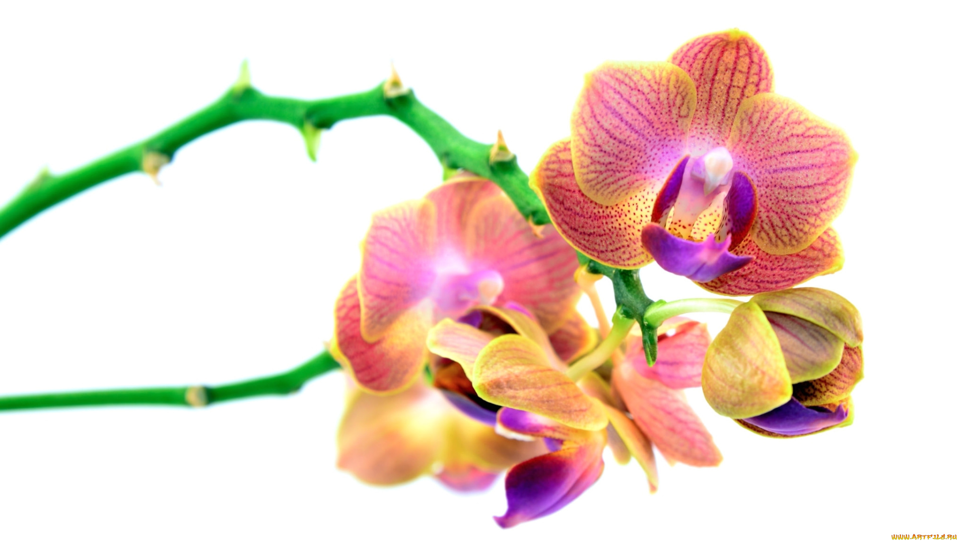 цветы, орхидеи, ветки
