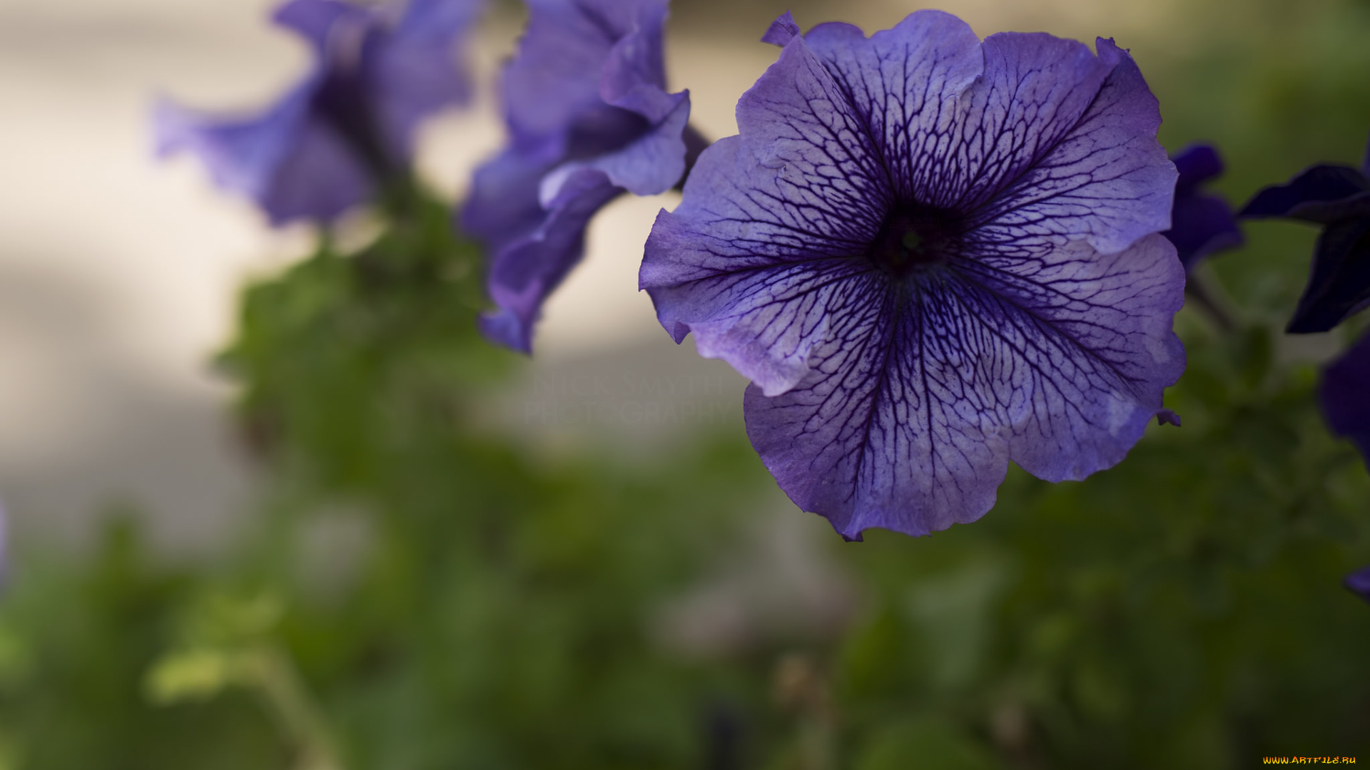 цветы, петунии, , калибрахоа, цветение, фиолетовые