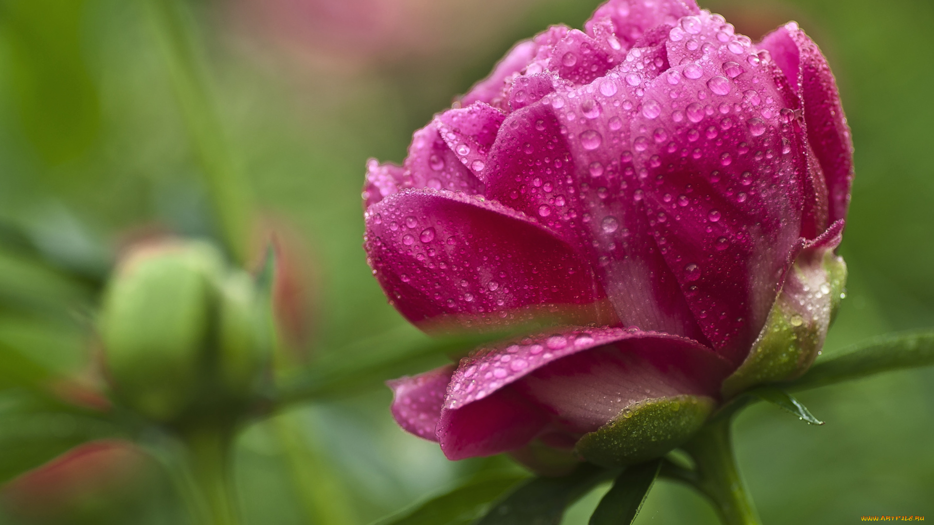 цветы, пионы, розовый