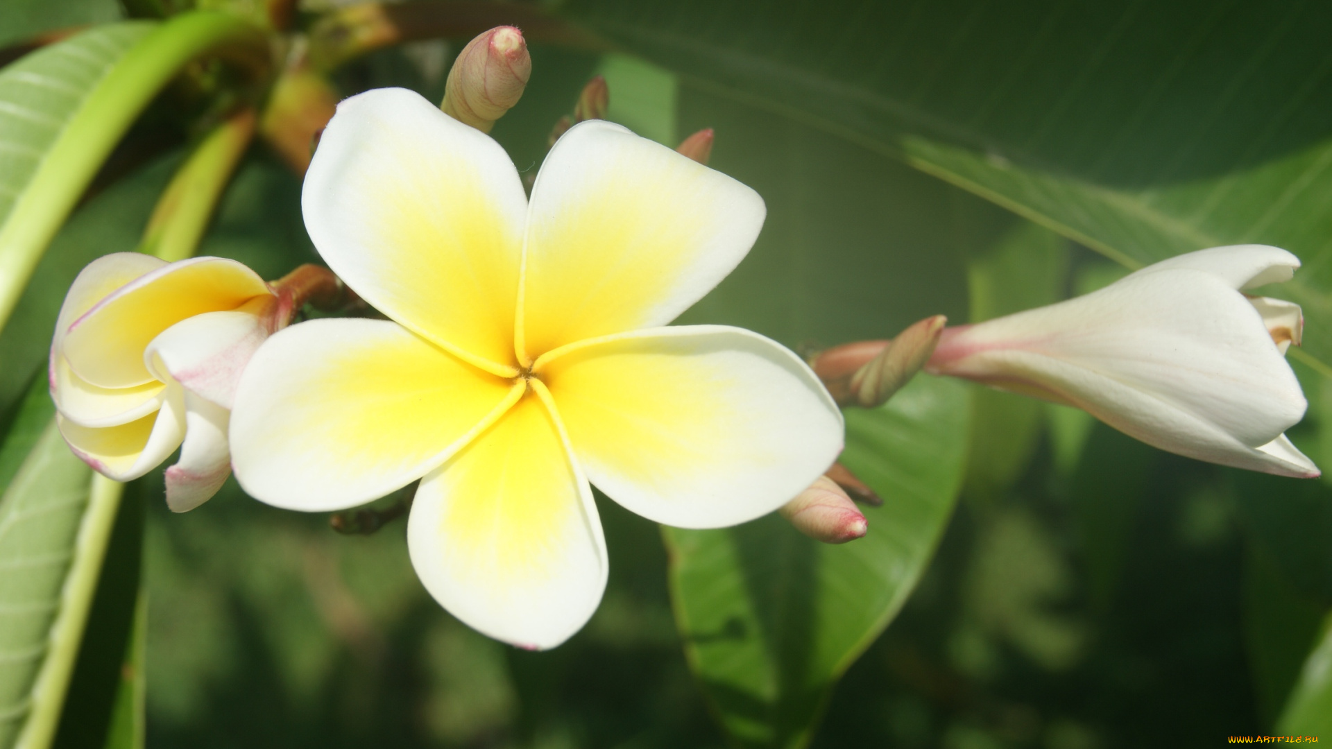 цветы, плюмерия, зеленый, фон, бутоны, цветки