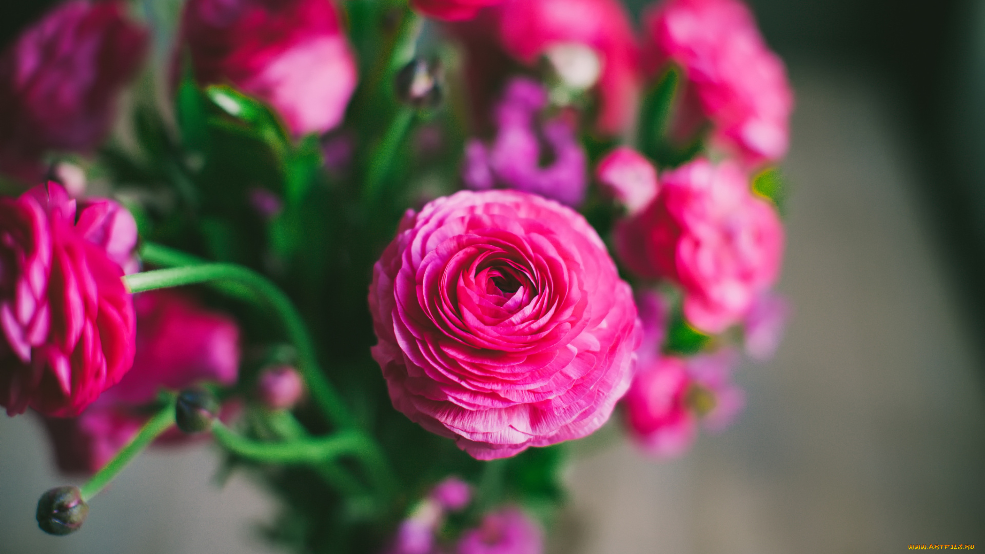 цветы, ранункулюс, , азиатский, лютик, лютики, розовые, букет