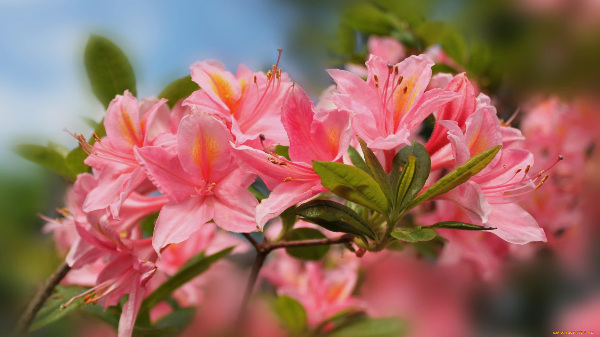 цветы, рододендроны, , азалии, розовый