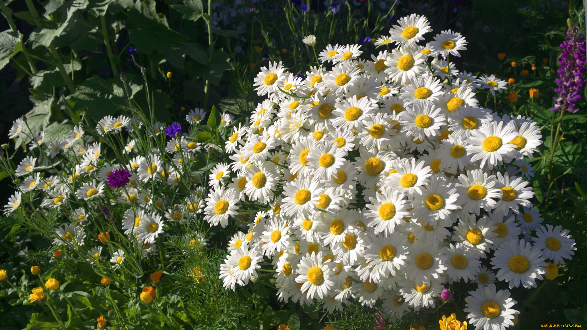 цветы, ромашки, букетик