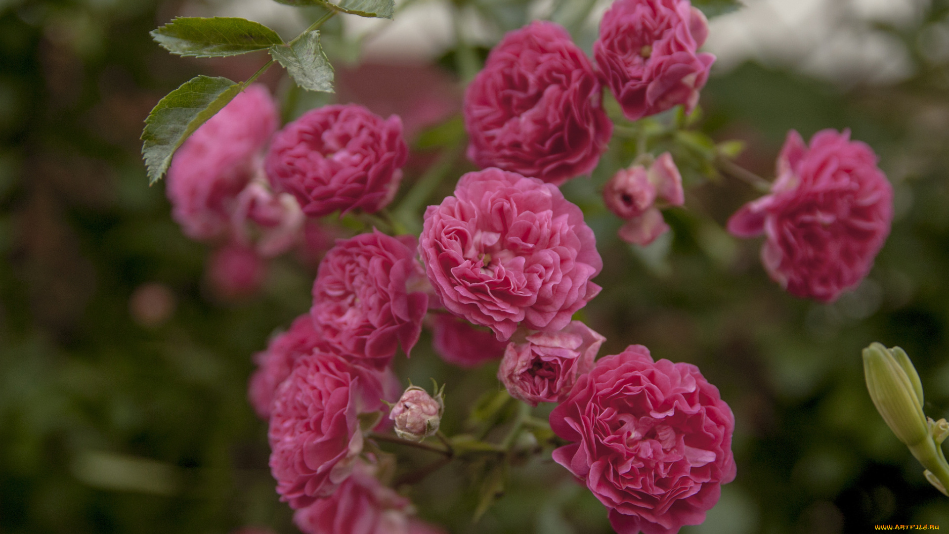 цветы, розы, цветение, листья, ветка