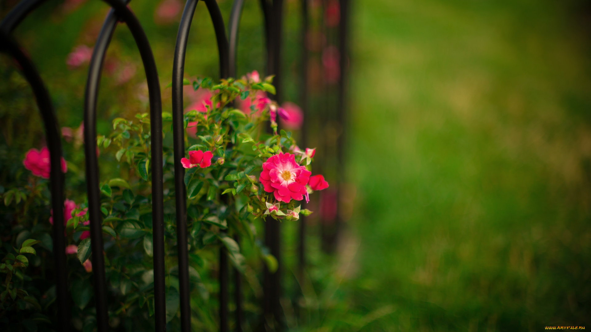 цветы, розы, куст, боке, природа, сад, прутья, забор