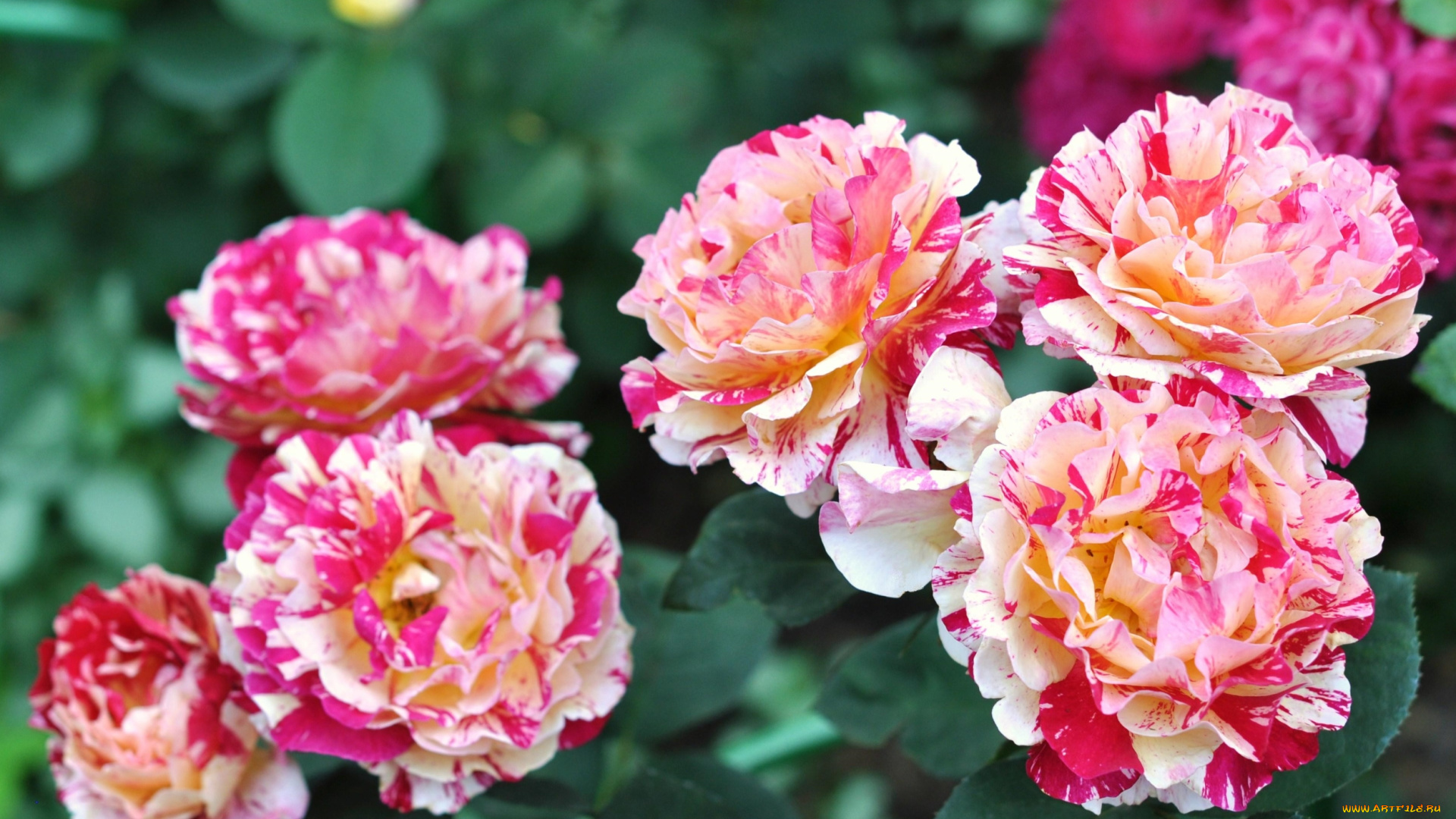 цветы, розы, пестрый