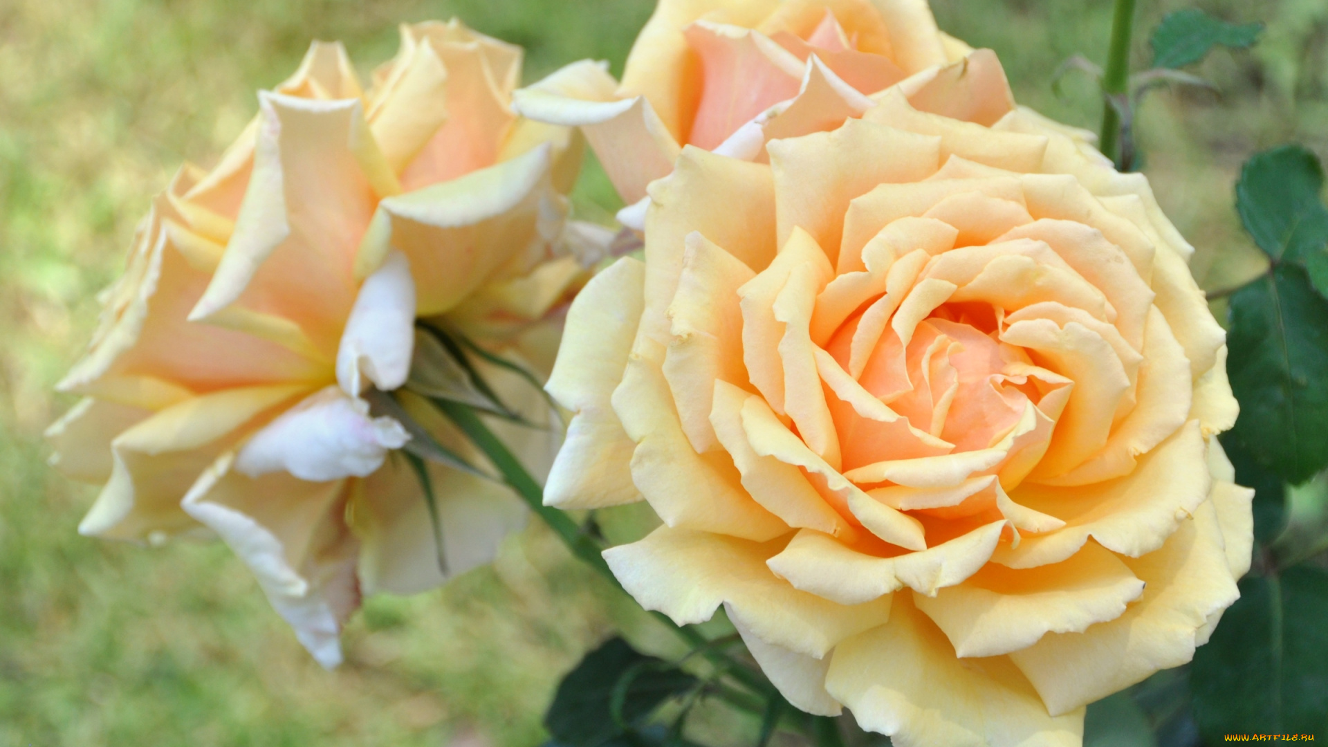 цветы, розы, желтый