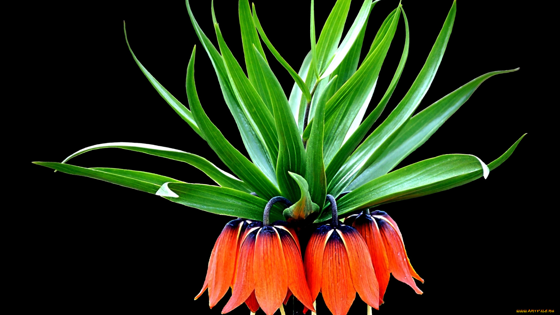 цветы, рябчики, оранж