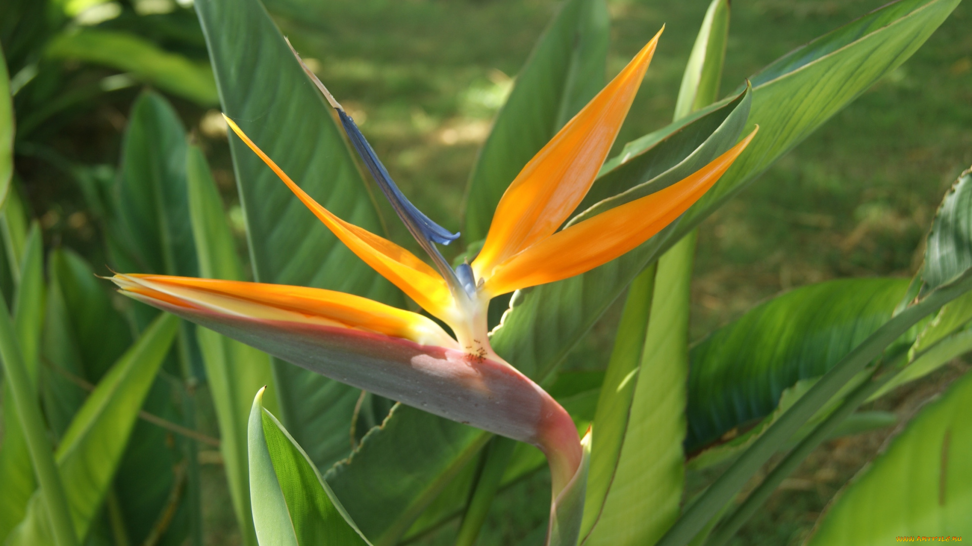 цветы, стрелиция, , райская, птица, зеленый, фон, цветок