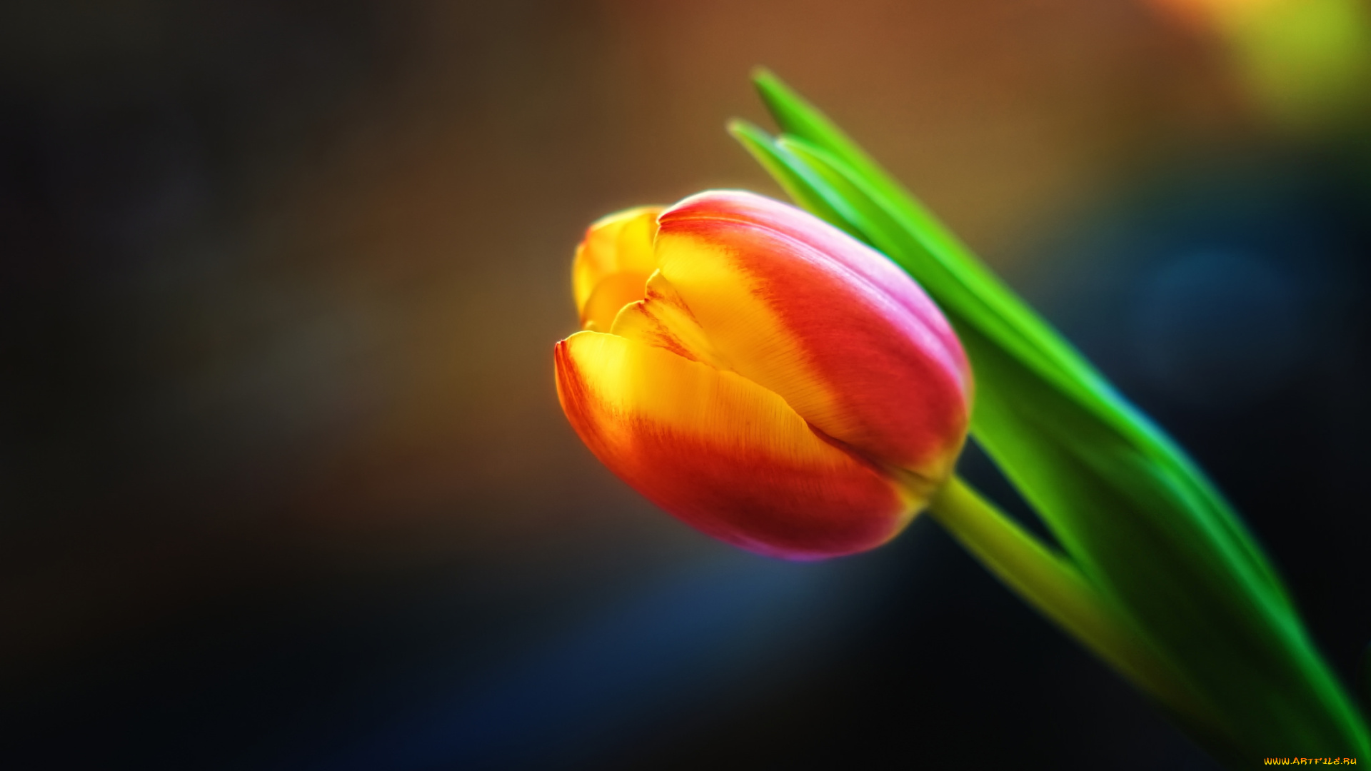 цветы, тюльпаны, цветок, тюльпан, фон, макро