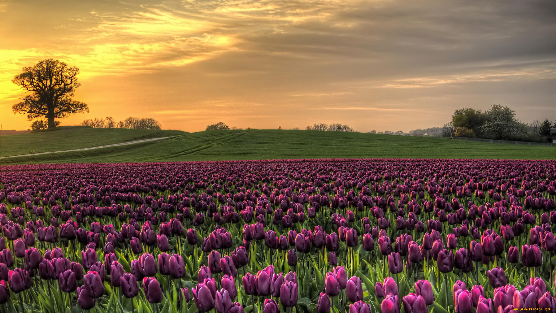 цветы, тюльпаны, дерево, закат, поле