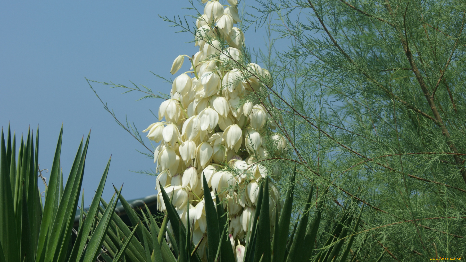 цветы, юкка, цветок, ветка, небо, литья