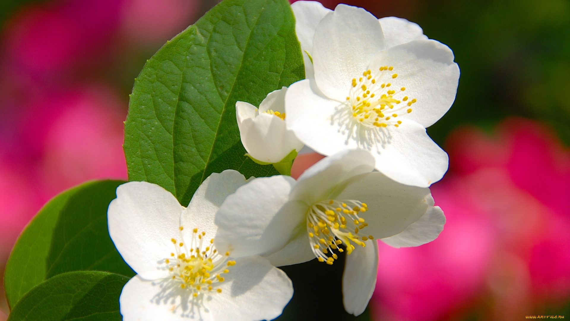 цветы, жасмин, белый