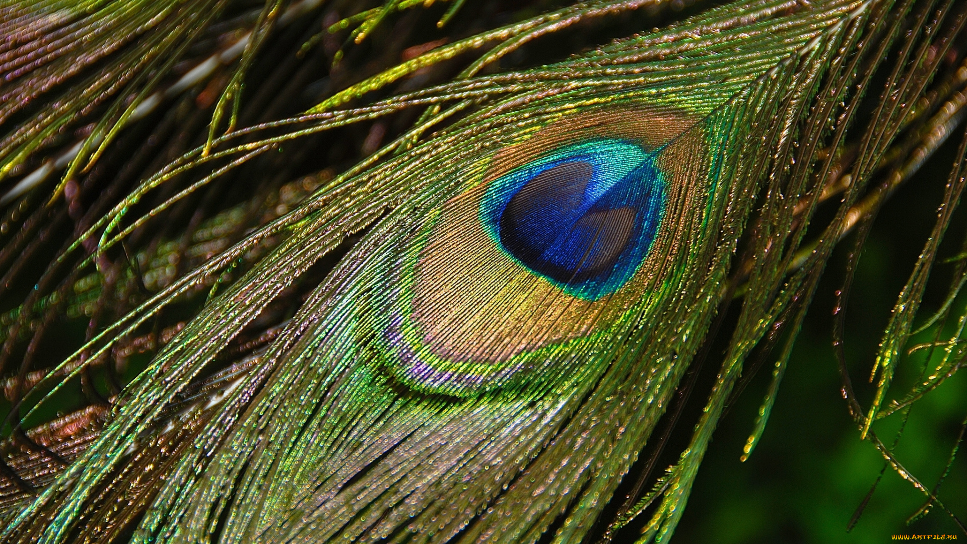 разное, перья, павлин