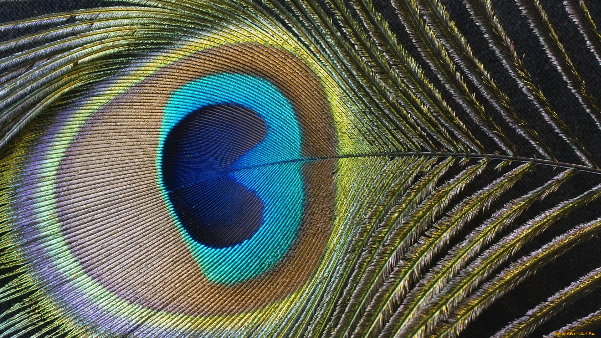 разное, перья, павлин, перо, макро