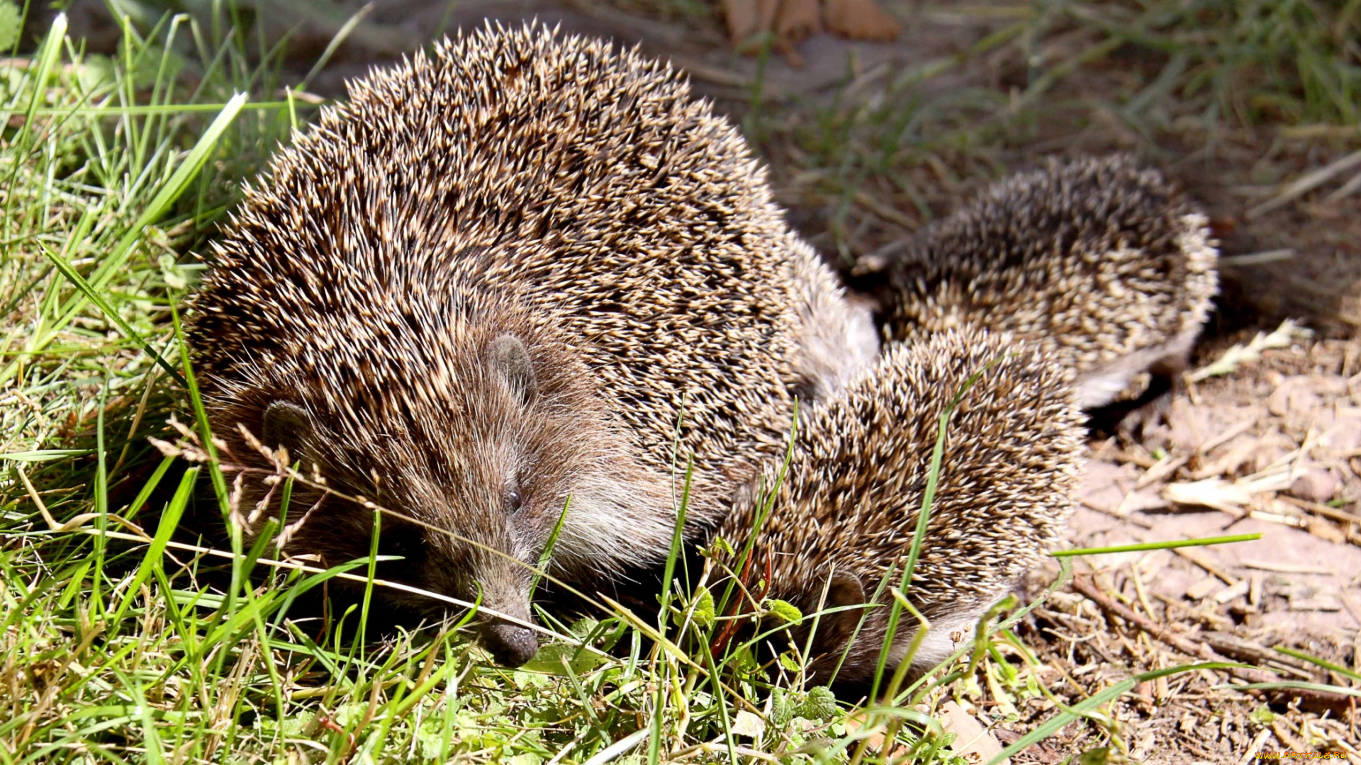 животные, ежи, колючки