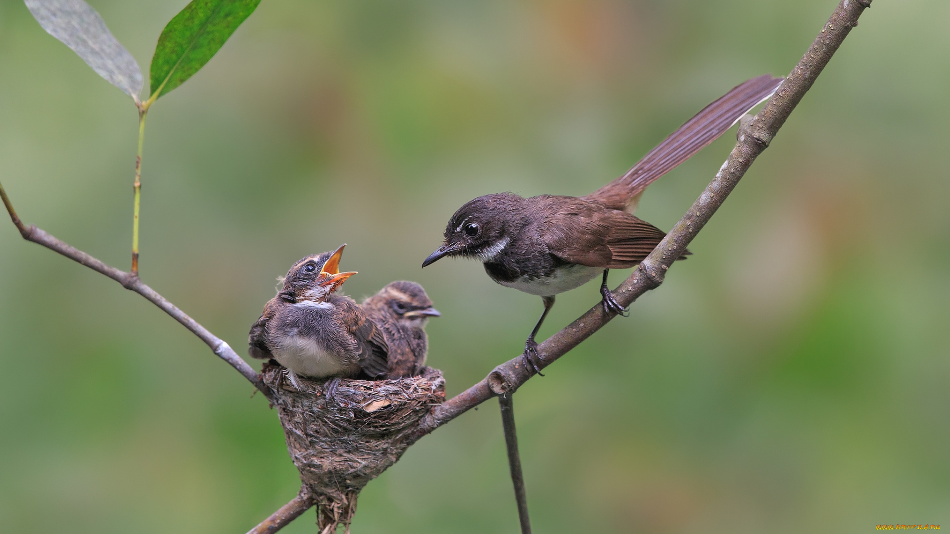 животные, гнезда, птиц, кормежка