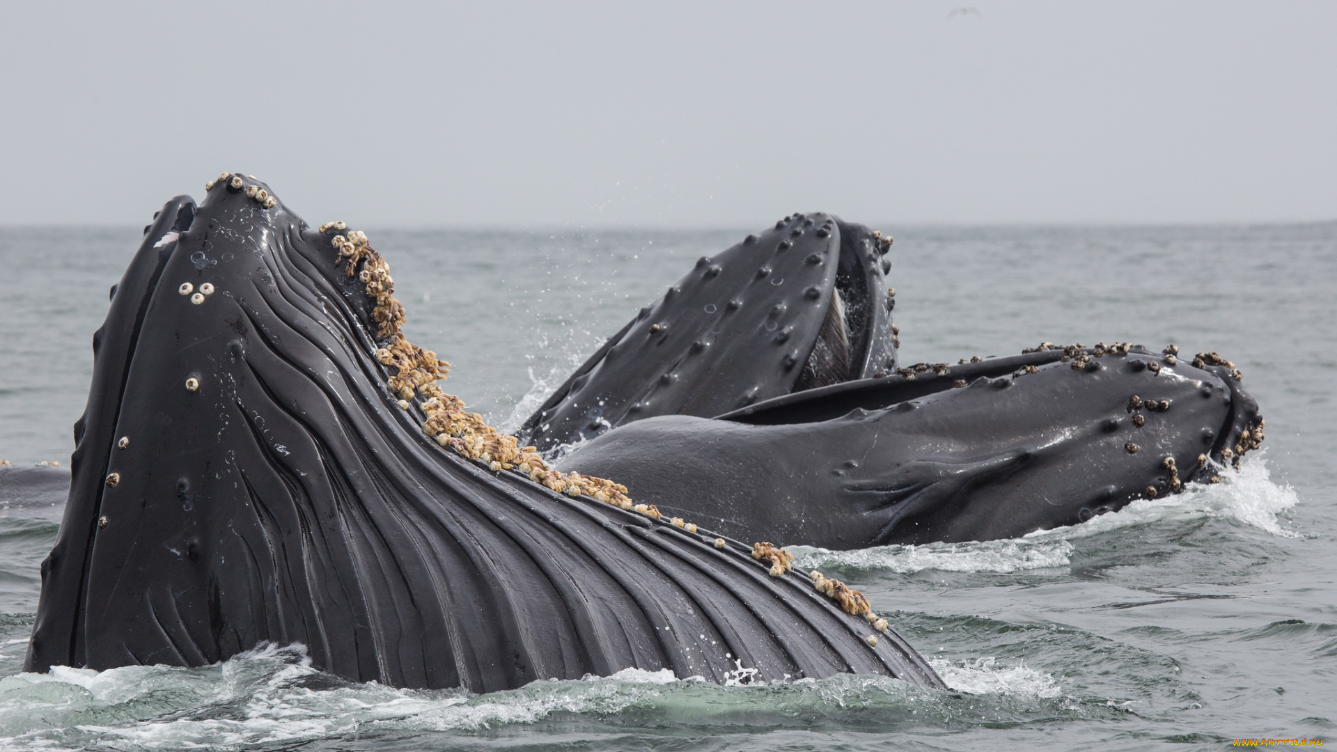 животные, киты, , кашалоты