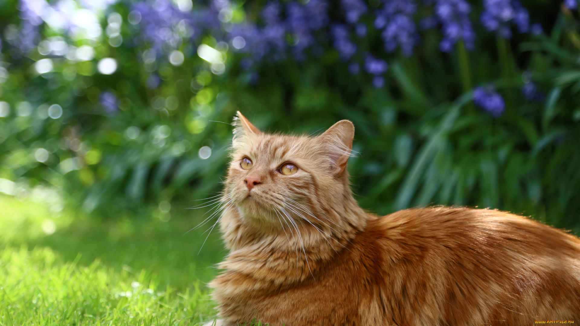 животные, коты, цветы, кошка, кот, рыжий, пушистый, трава, сад