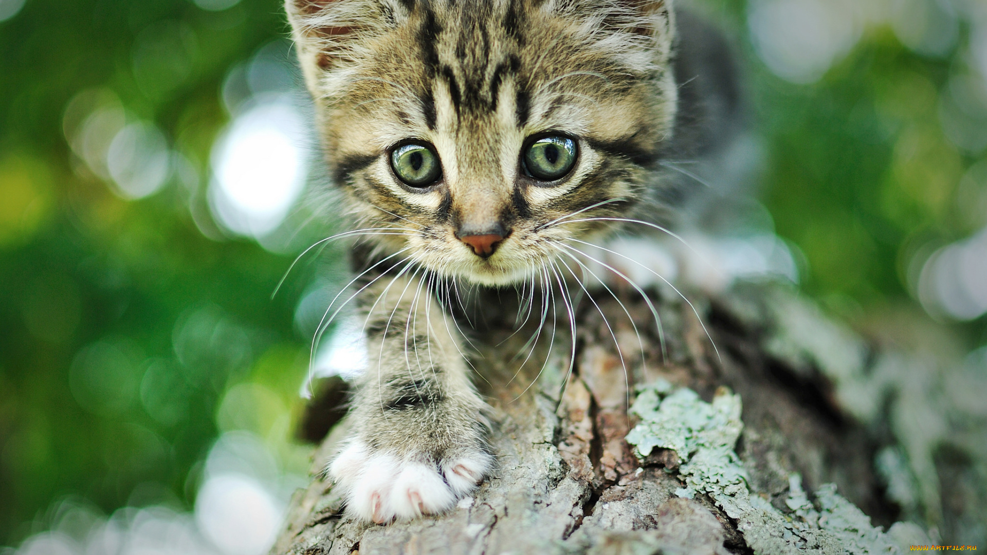 животные, коты, дерево, серый, полосатый, мордочка, кот, котенок, кора, боке