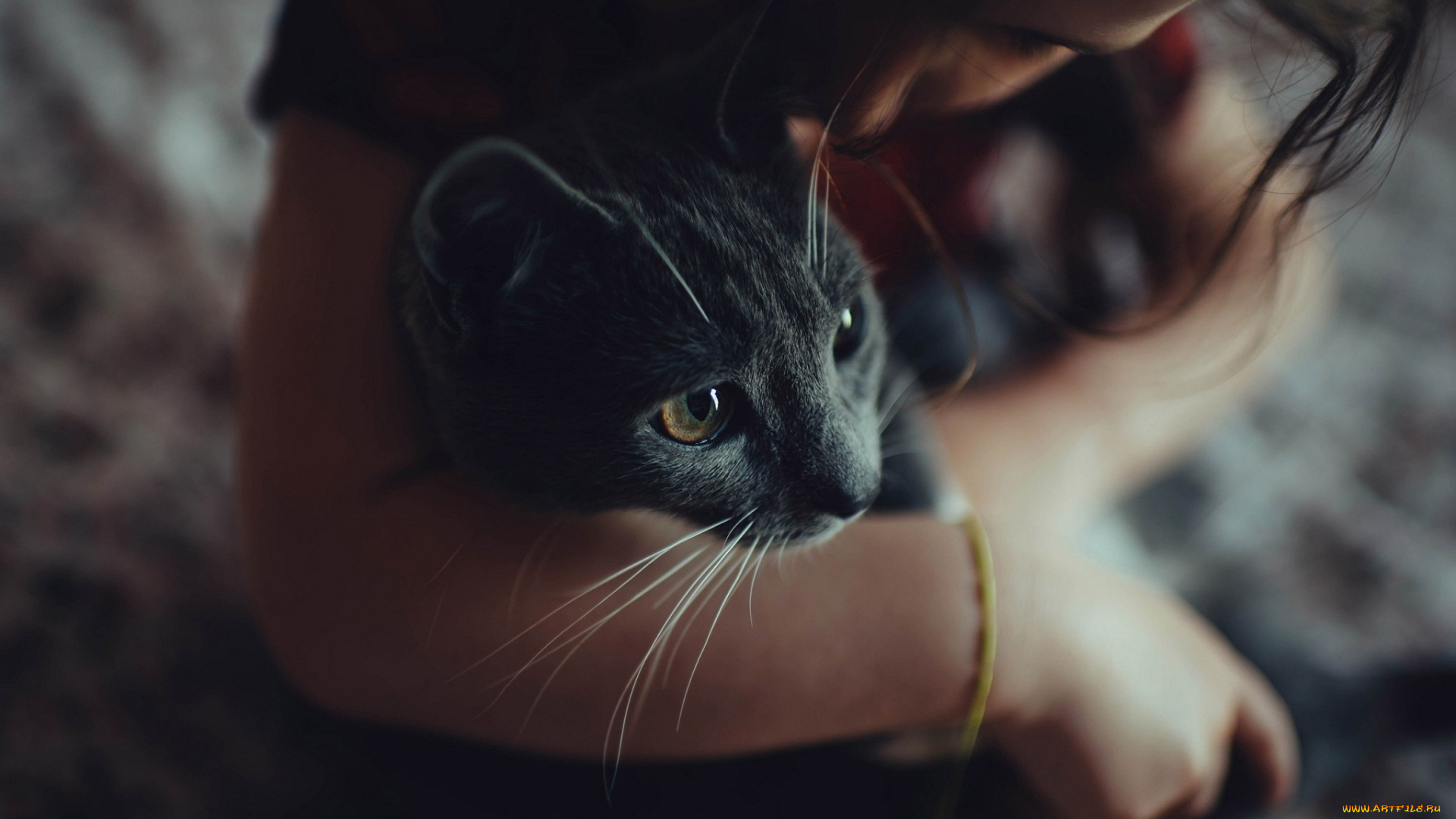 животные, коты, кошка, серая