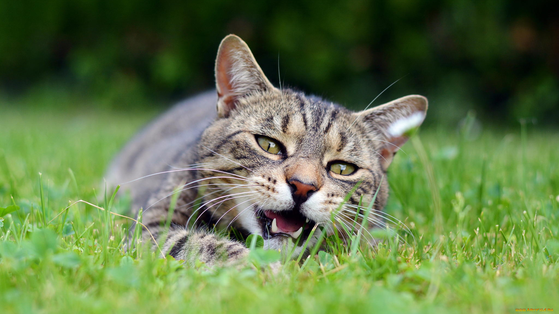 животные, коты, кот, серый, морда, пасть, трава, лежит