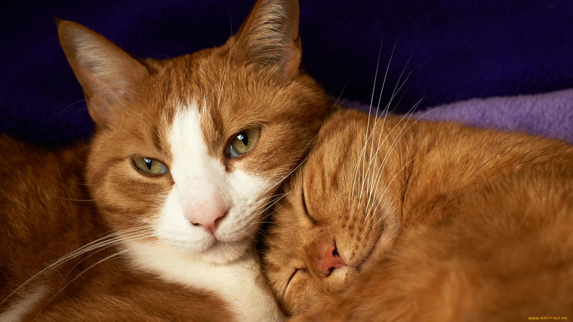 животные, коты, лежат, пара, спят, рыжие