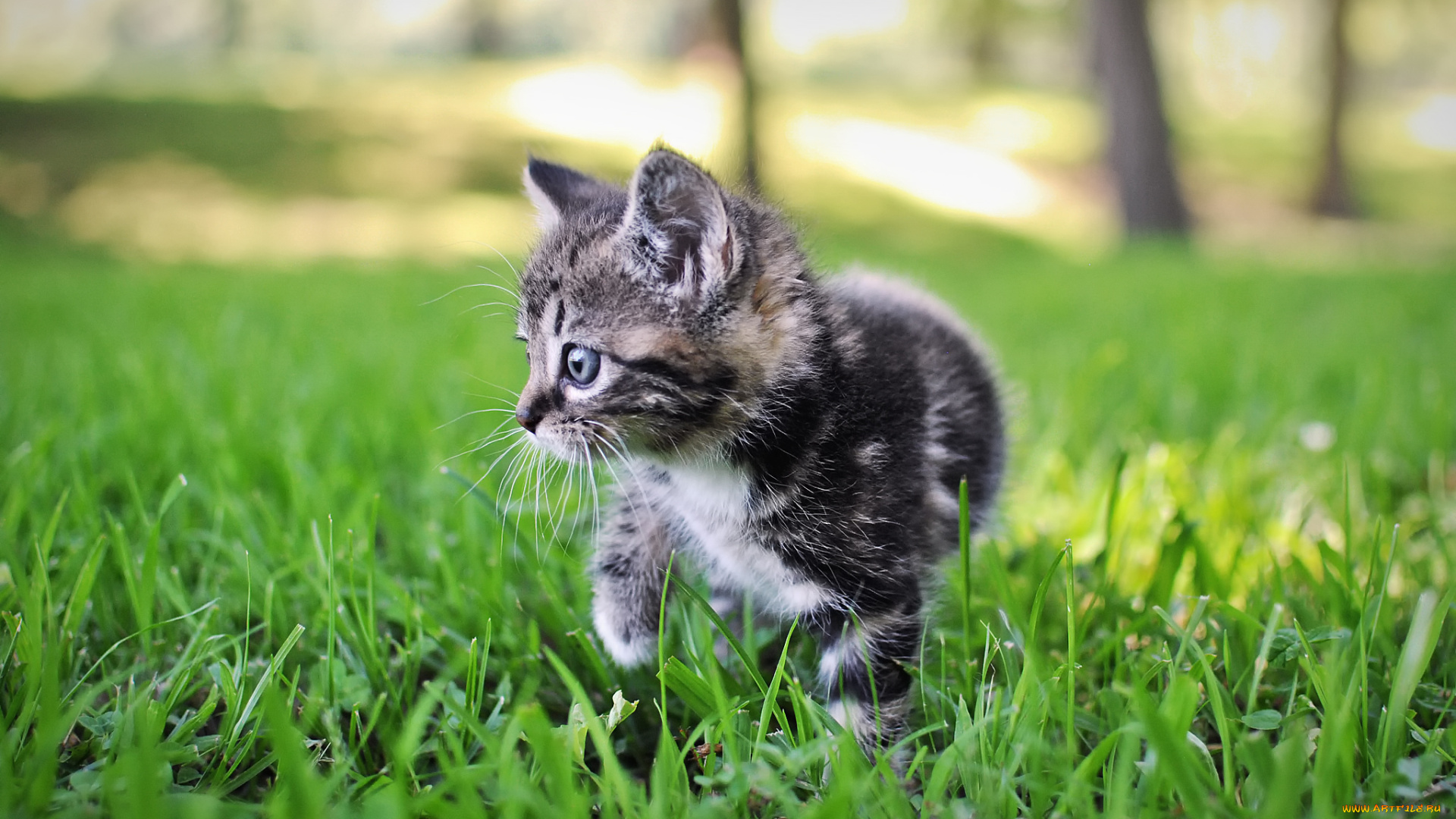 животные, коты, серый, боке, полосатый, котенок, трава, природа