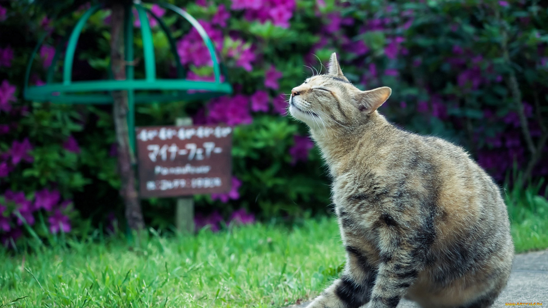 животные, коты, трава, цветы, сад, природа, кошка, серая