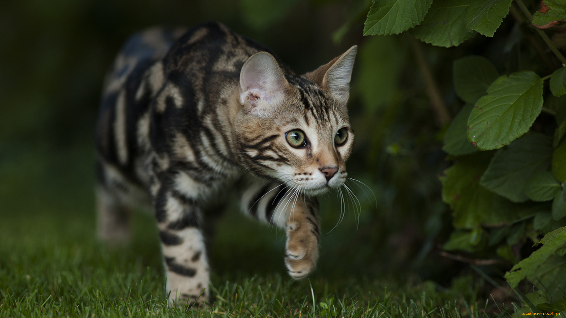 животные, коты, взгляд, окрас, бенгал, бенгальский, кот, лето, трава, сад