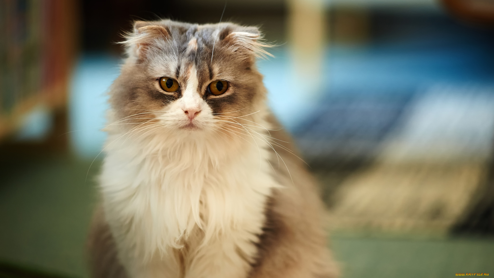 животные, коты, взгляд, вислоухая, пушистая, серая, кошка