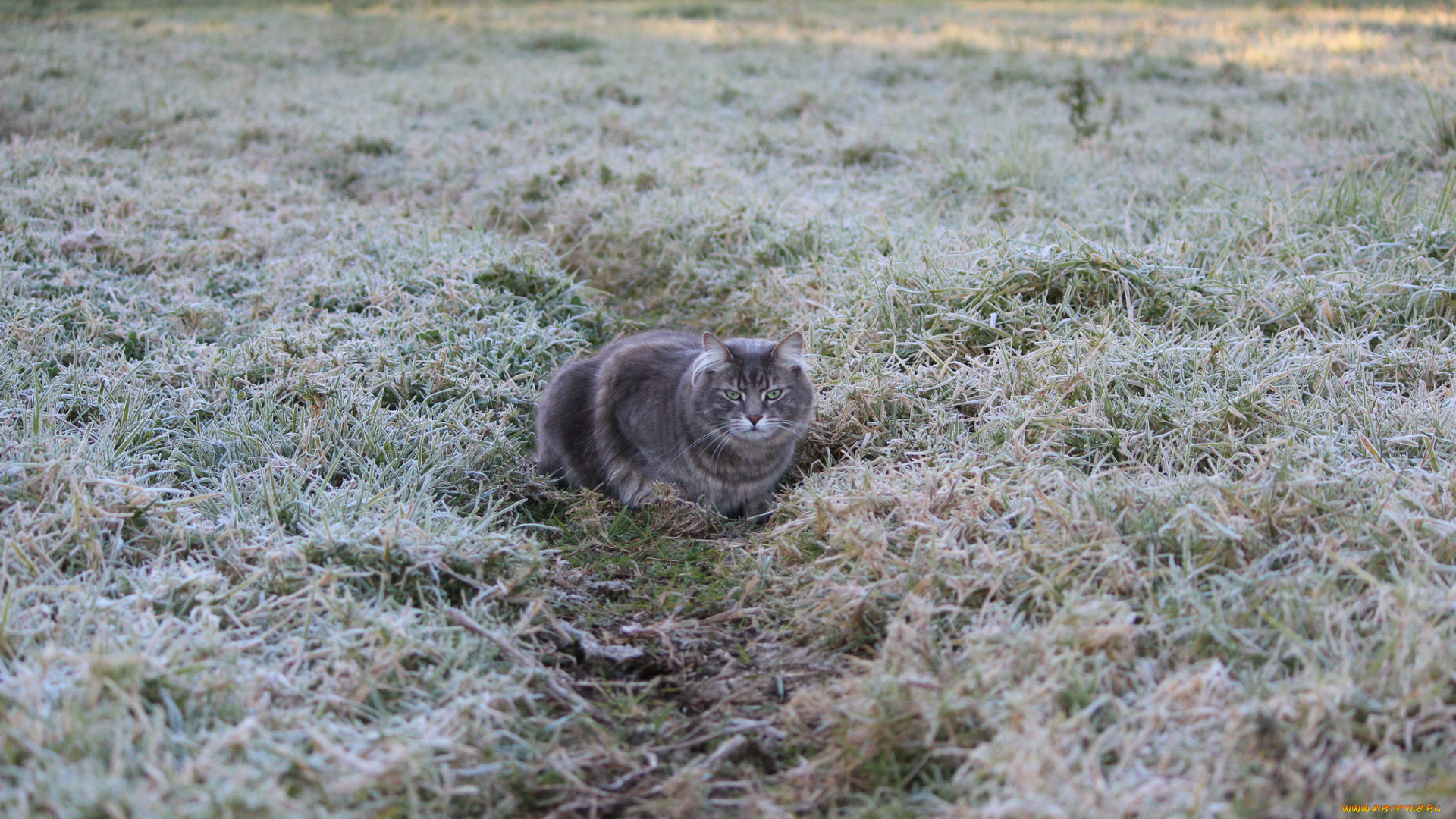 животные, коты, заморозки, иней, рава, серая, кошка, тропинка